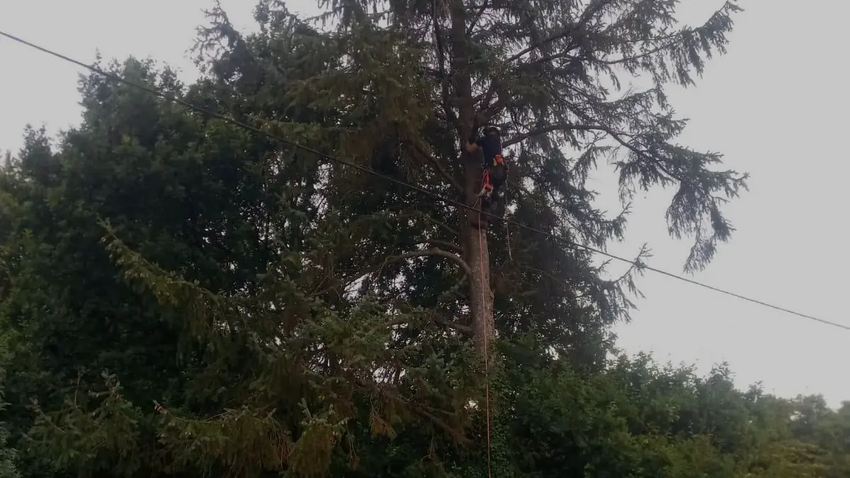 James climbing a tall tree beside an overhead line