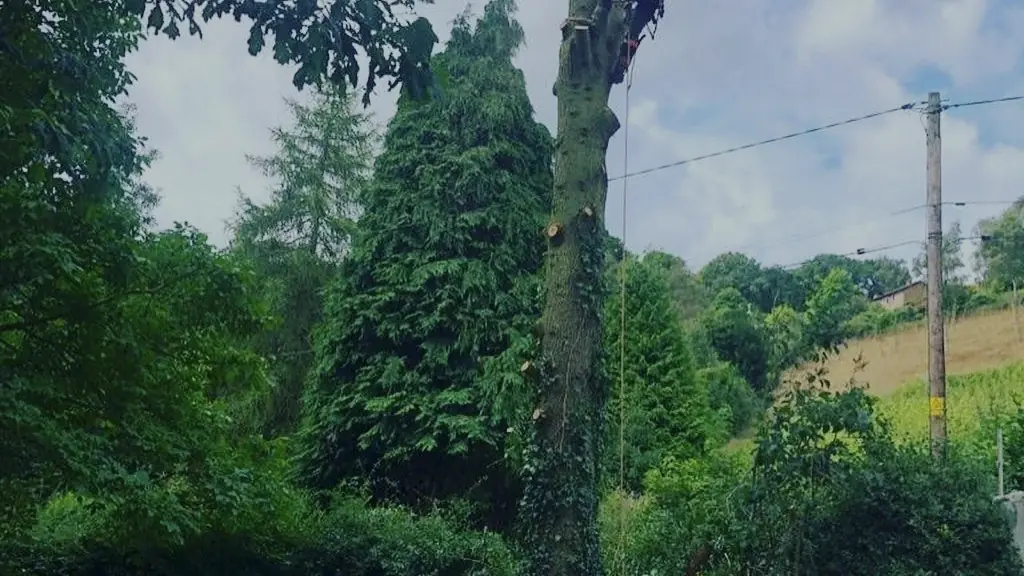 A stem dismantled beside a wooden pole and line