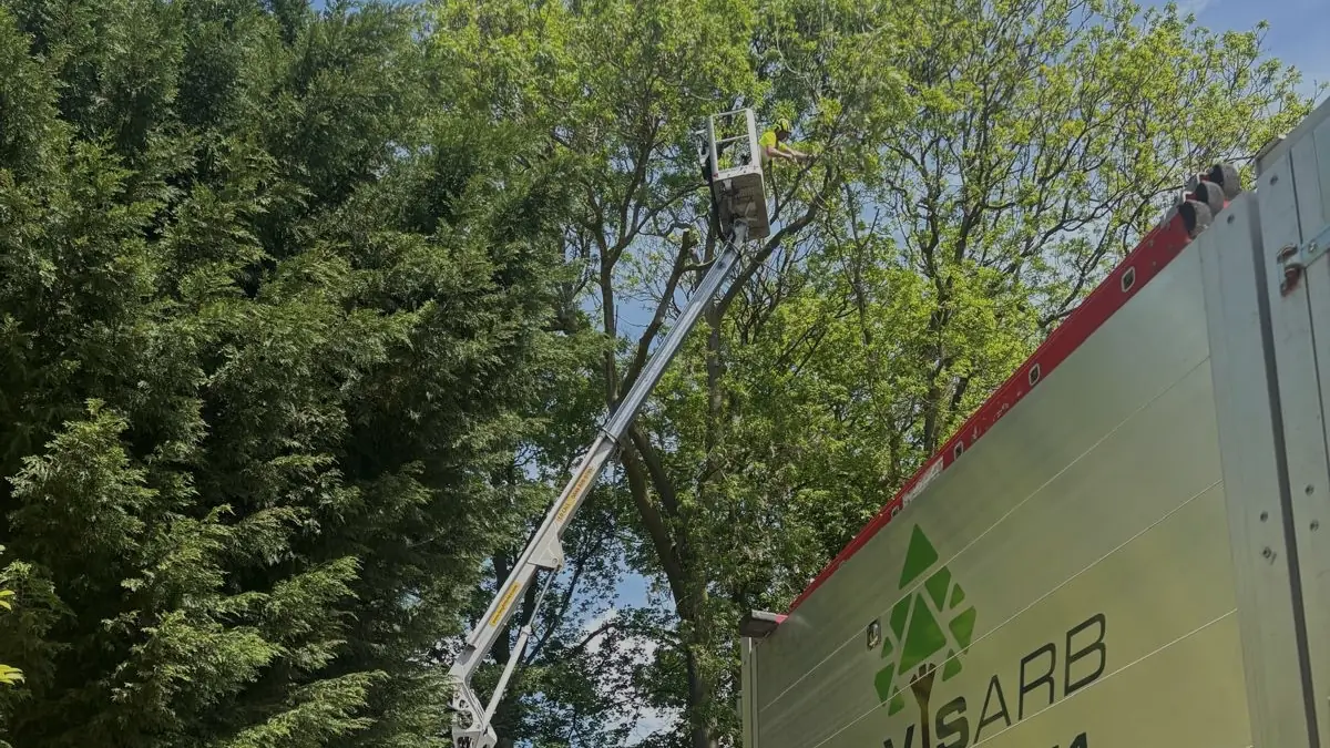 A cherry picker in the canopy at Manley, beside the orange chipper