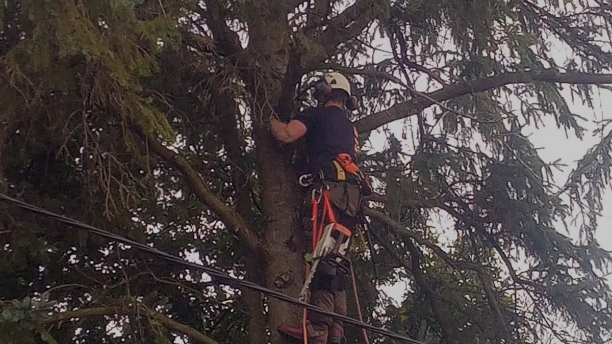 A climber working in a tall tree with a cable running through it
