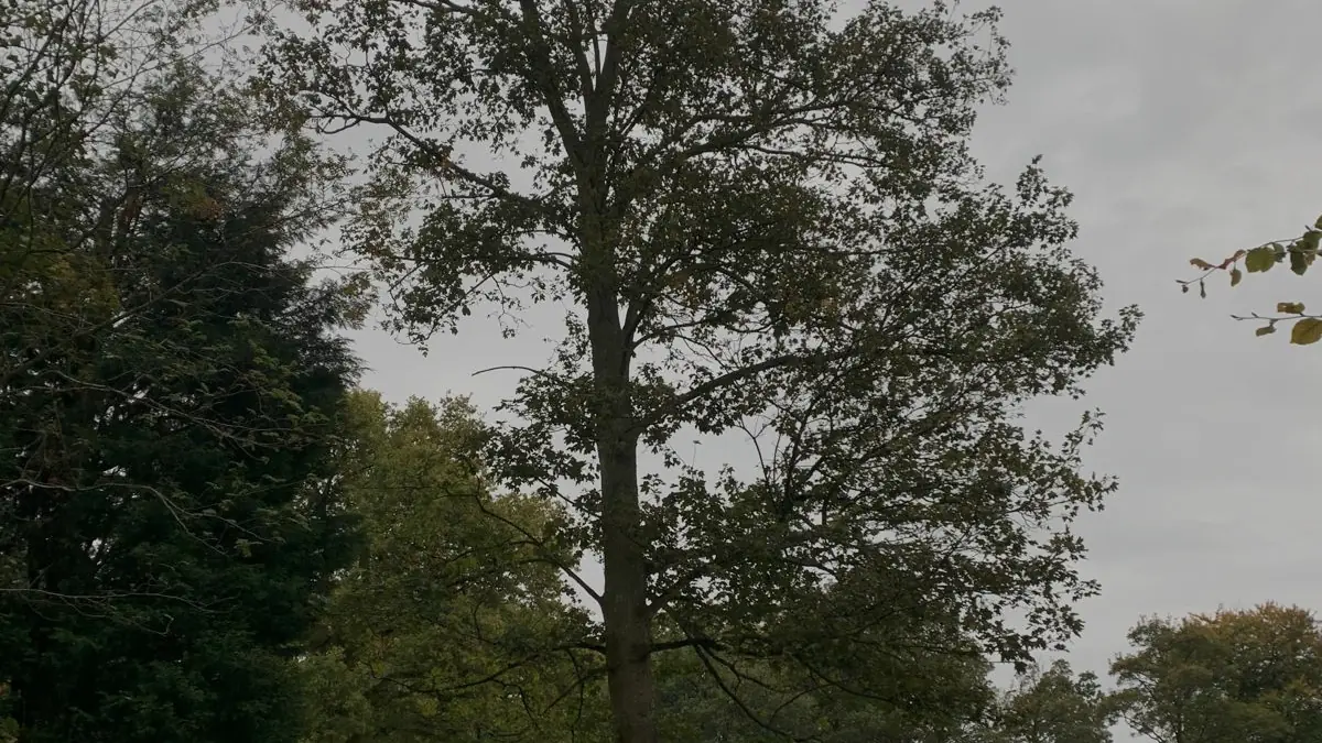 A mature sycamore in a large garden at Manley