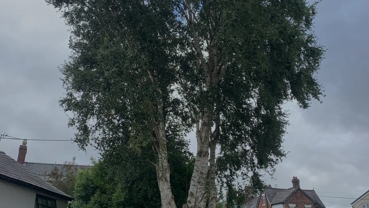 A large silver birch beside a low voltage line in a front garden in Northwich