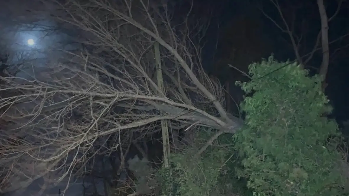A tree brought down across an overhead line at night, a car’s lights on the road beyond