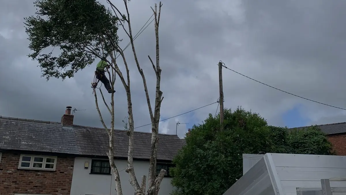 A climber dismantling a silver birch beside a house in Northwich, the stems already cut back