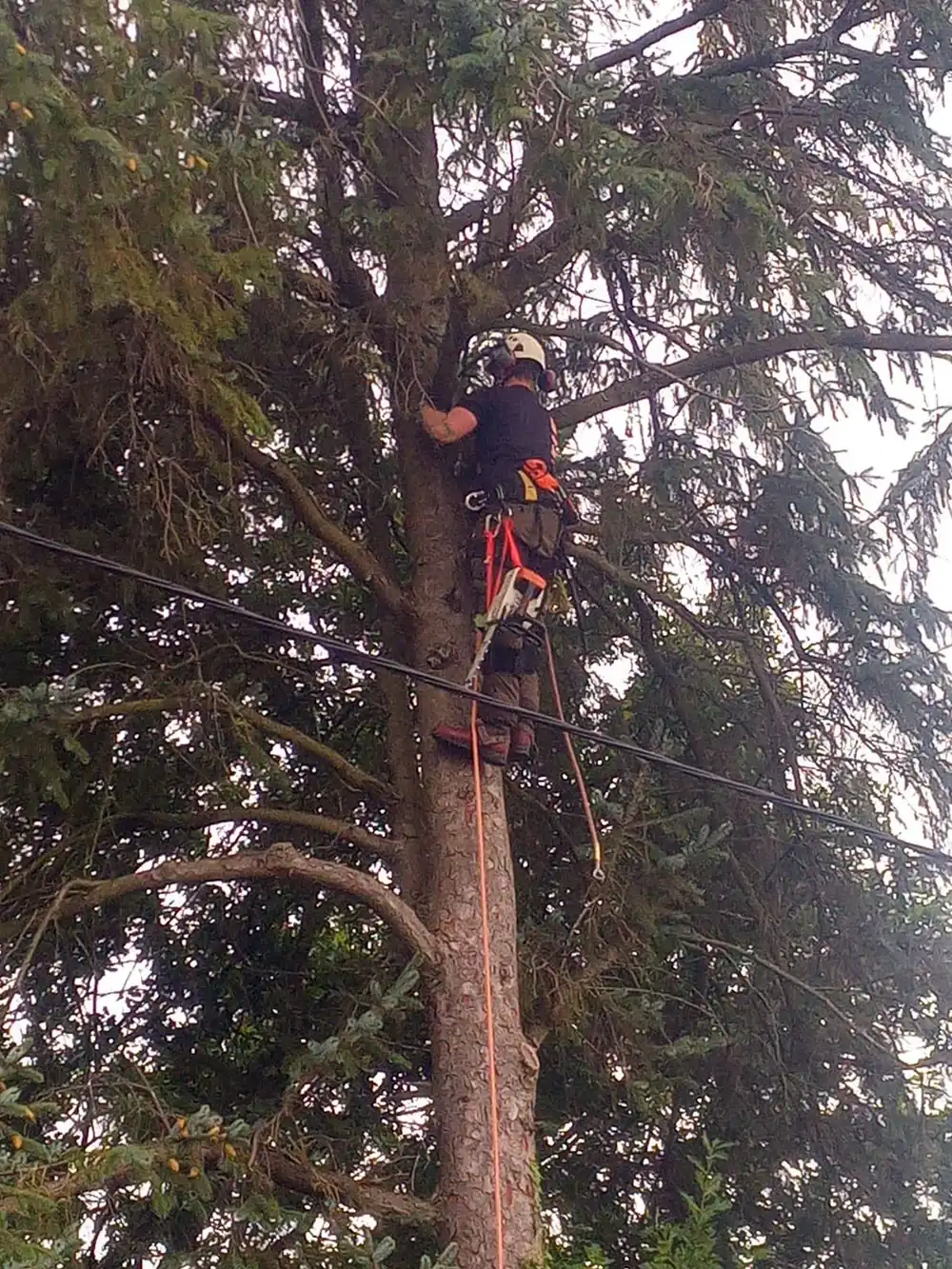 A climber in a tall tree with a cable running through it