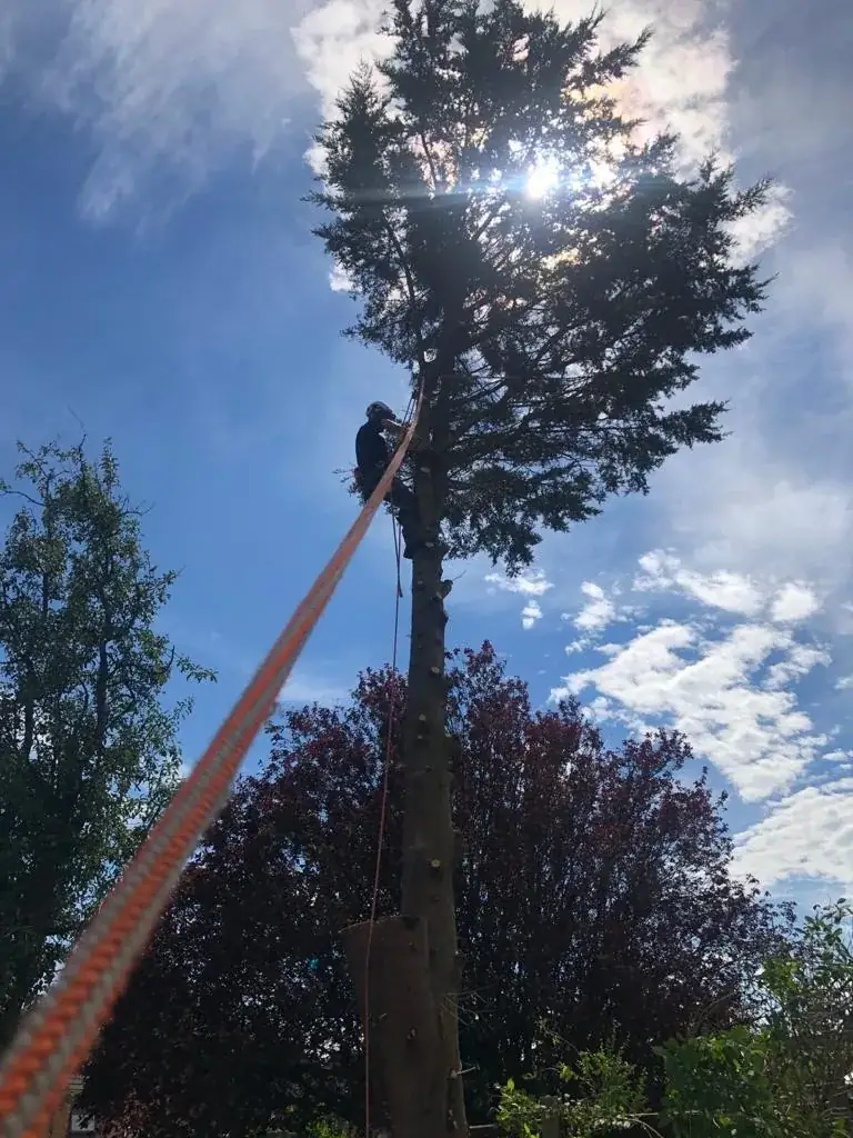 A climber high in a tall tree