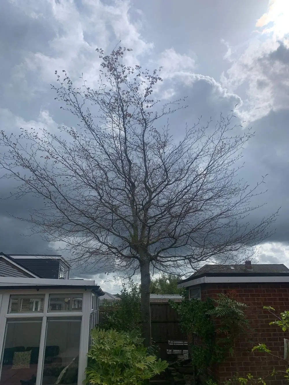 A tree in a back garden between a conservatory and a garage