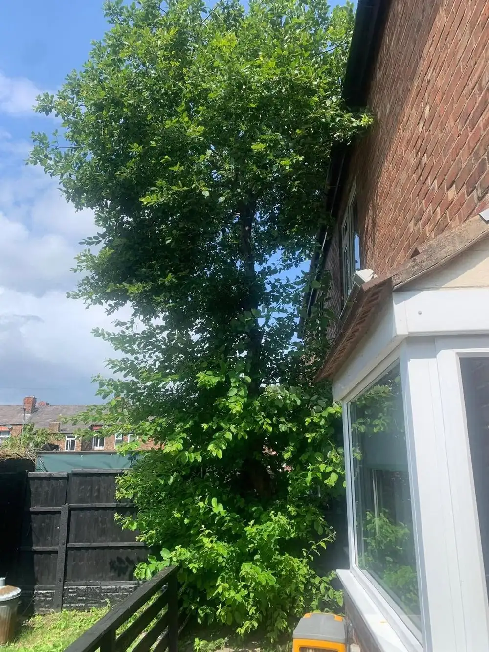 A tree growing against the side of a house, over the path