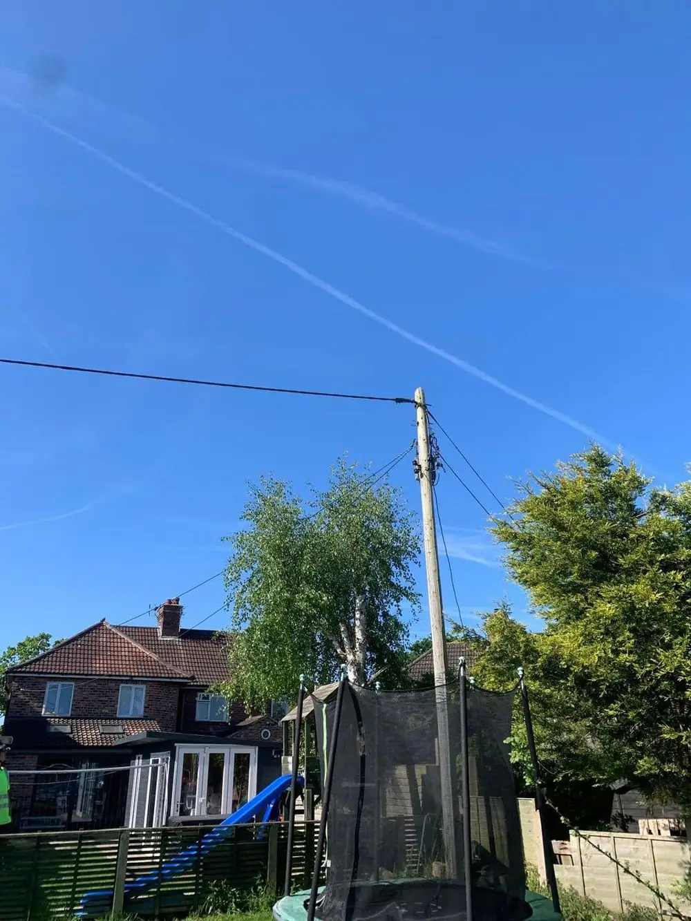 A birch in a back garden beside a wooden pole and overhead line