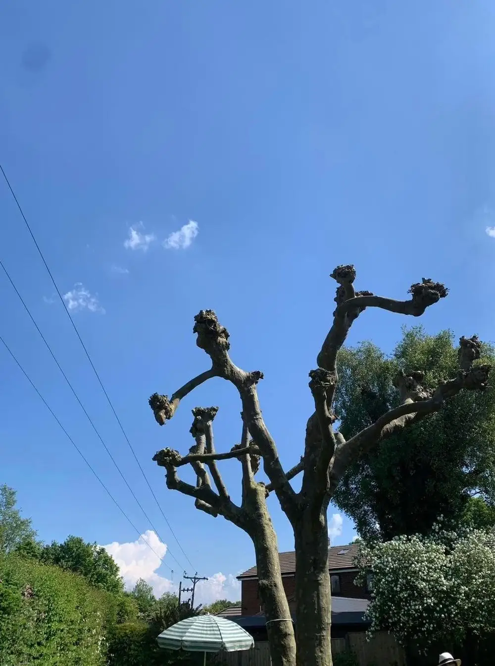 The same tree cut back to its main branches