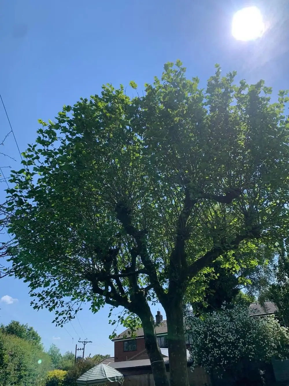 A tree in full leaf in a garden, overhead lines behind it