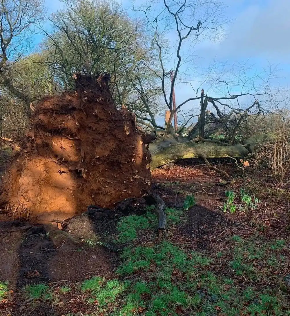 A fallen tree on its side, its root plate lifted out of the ground