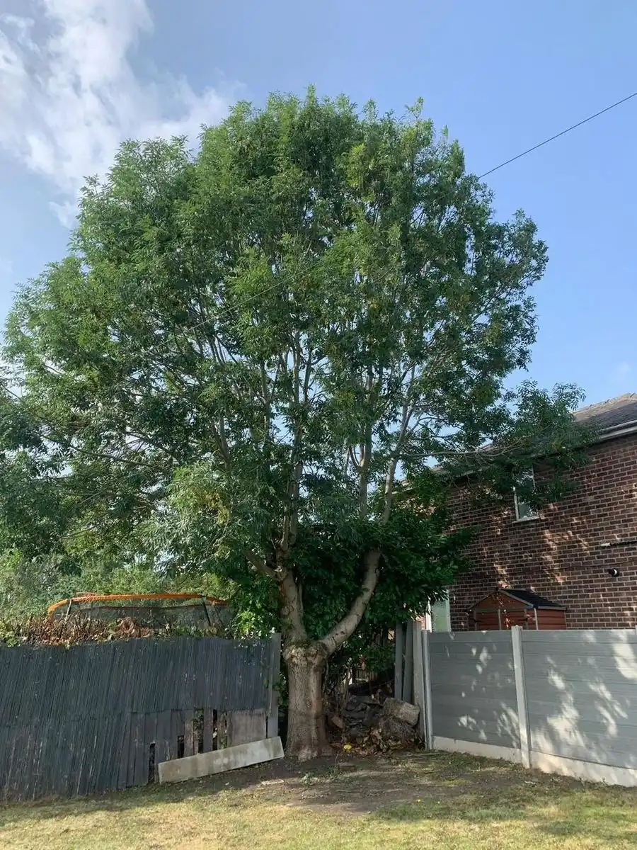 A mature tree at the end of a back garden, by the fence