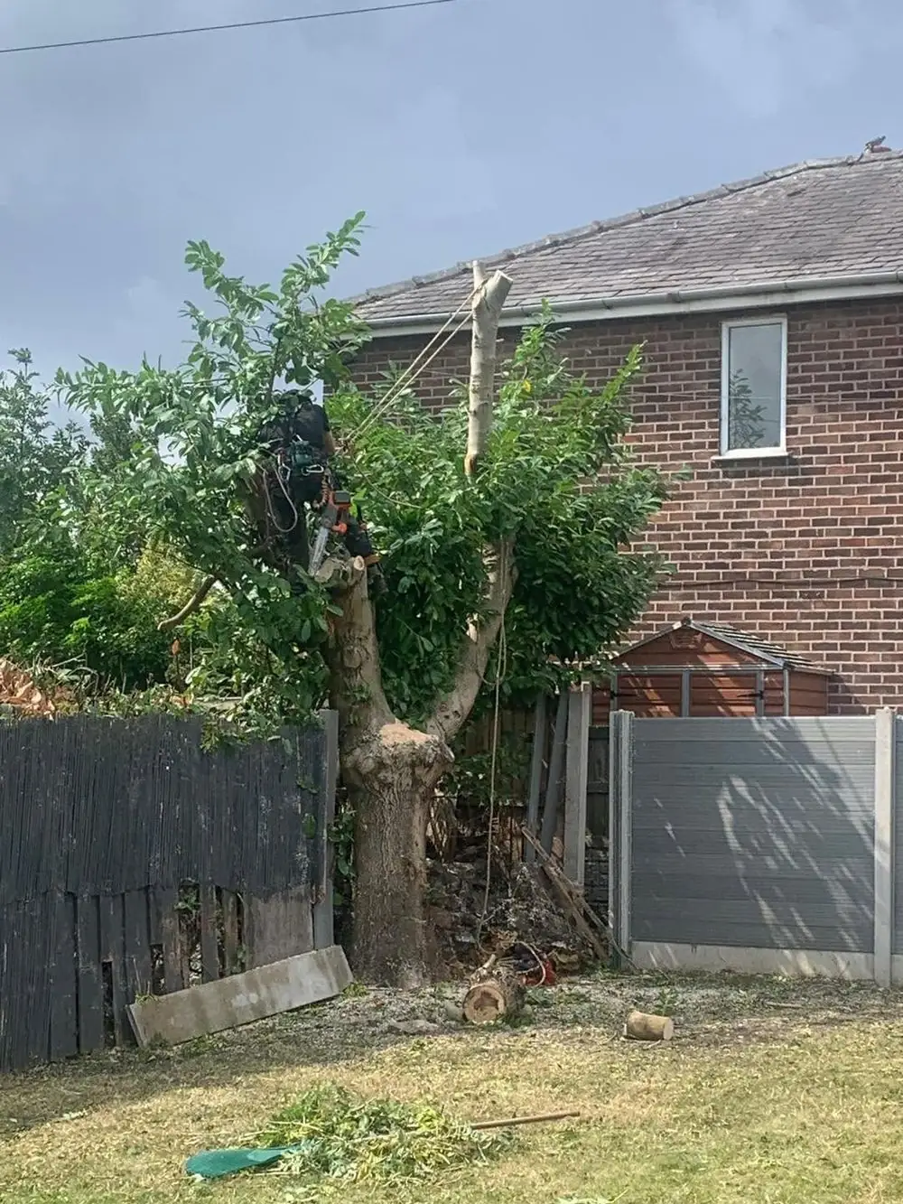 A tree in a back garden part way through being taken down, its lower branches gone