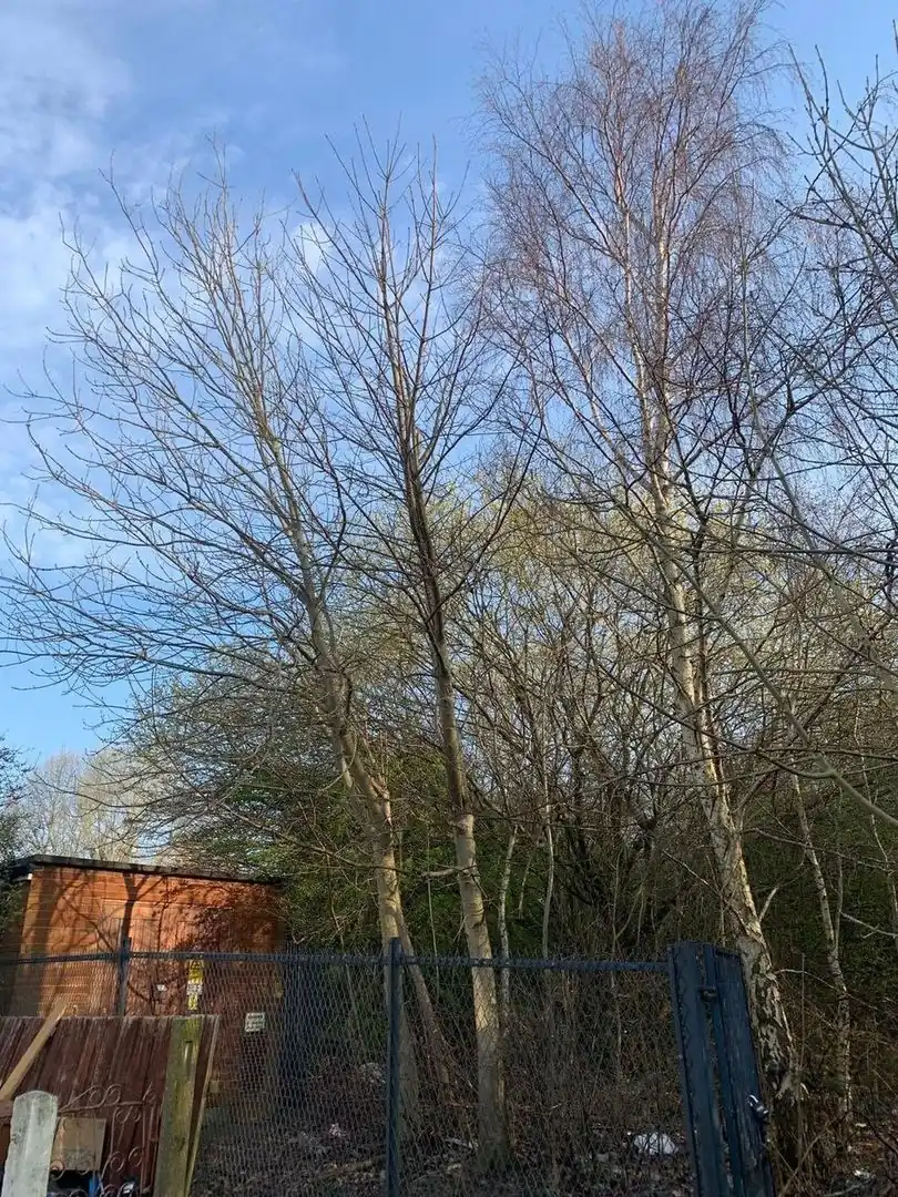 Trees and scrub grown up around a fenced brick kiosk