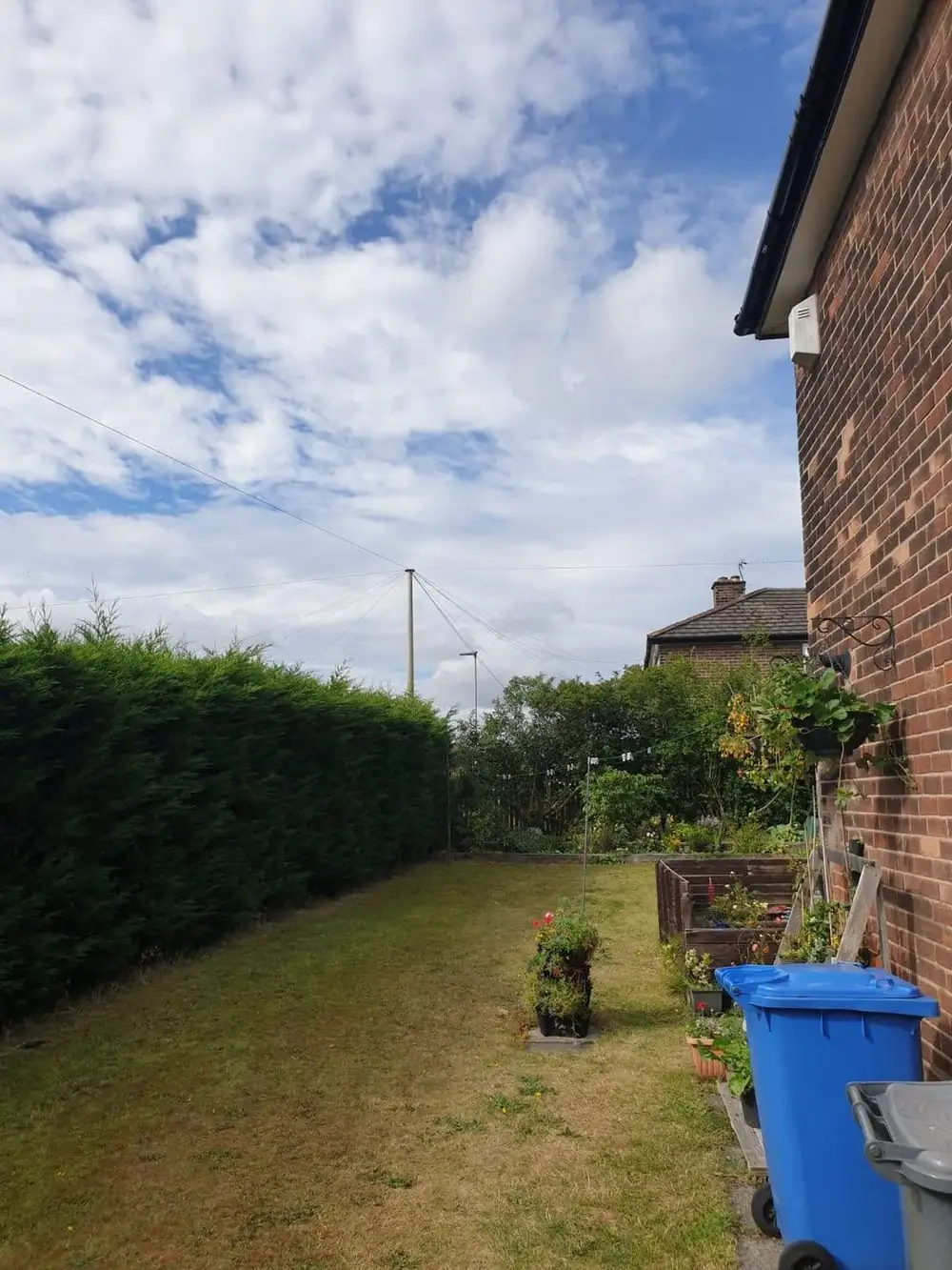 The garden after the tree was taken down, a conifer hedge along one side