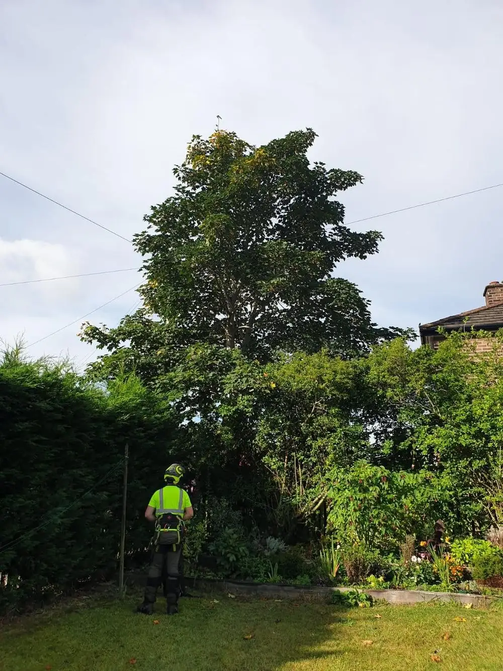 A large sycamore at the end of a garden, grown into the BT wire, the climber at its foot