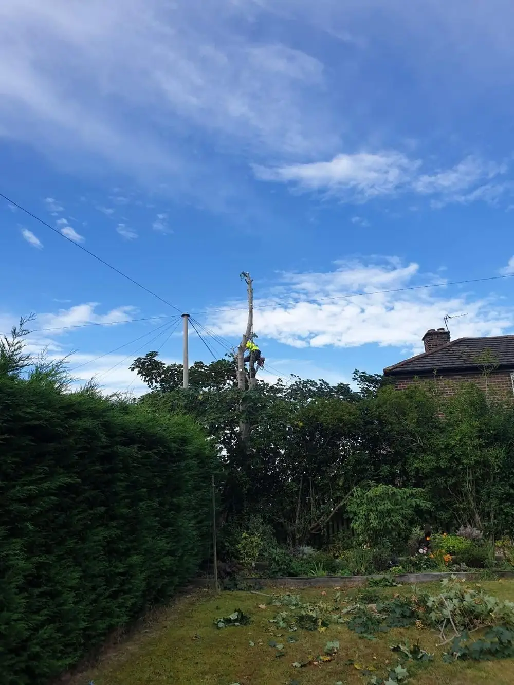 A climber at the top of a stem beside an overhead line at the end of a garden
