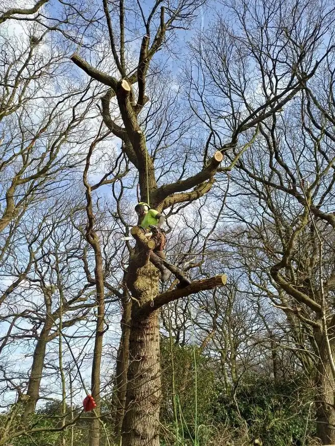 A climber working in a tall roadside tree among bare winter crowns
