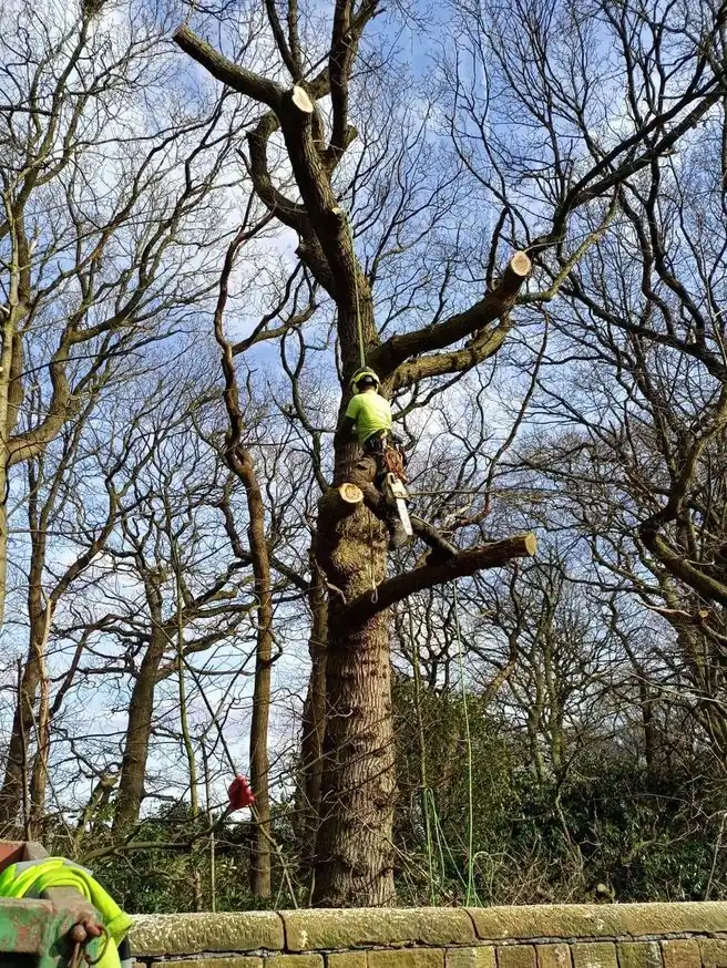A climber high in a mature roadside tree, fresh cuts on its limbs, a sandstone wall below