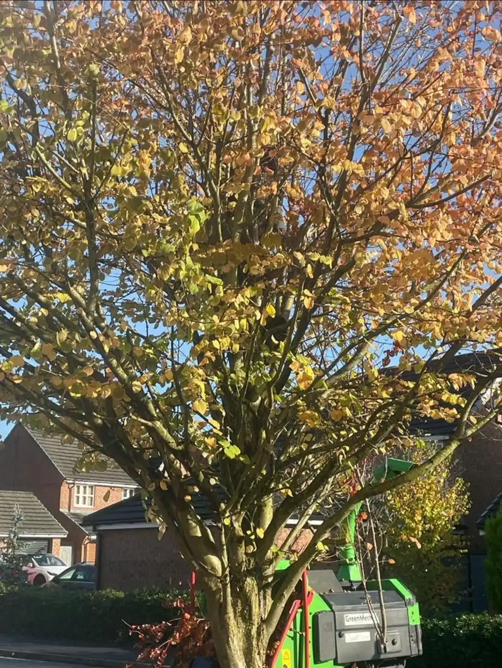 A tree in autumn leaf beside a green woodchipper on a housing estate