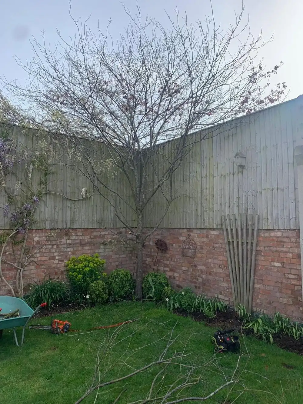 A tree in the corner of a walled back garden