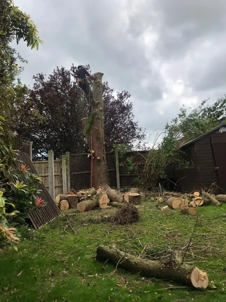 A tree dismantled in a back garden, the rounds on the lawn