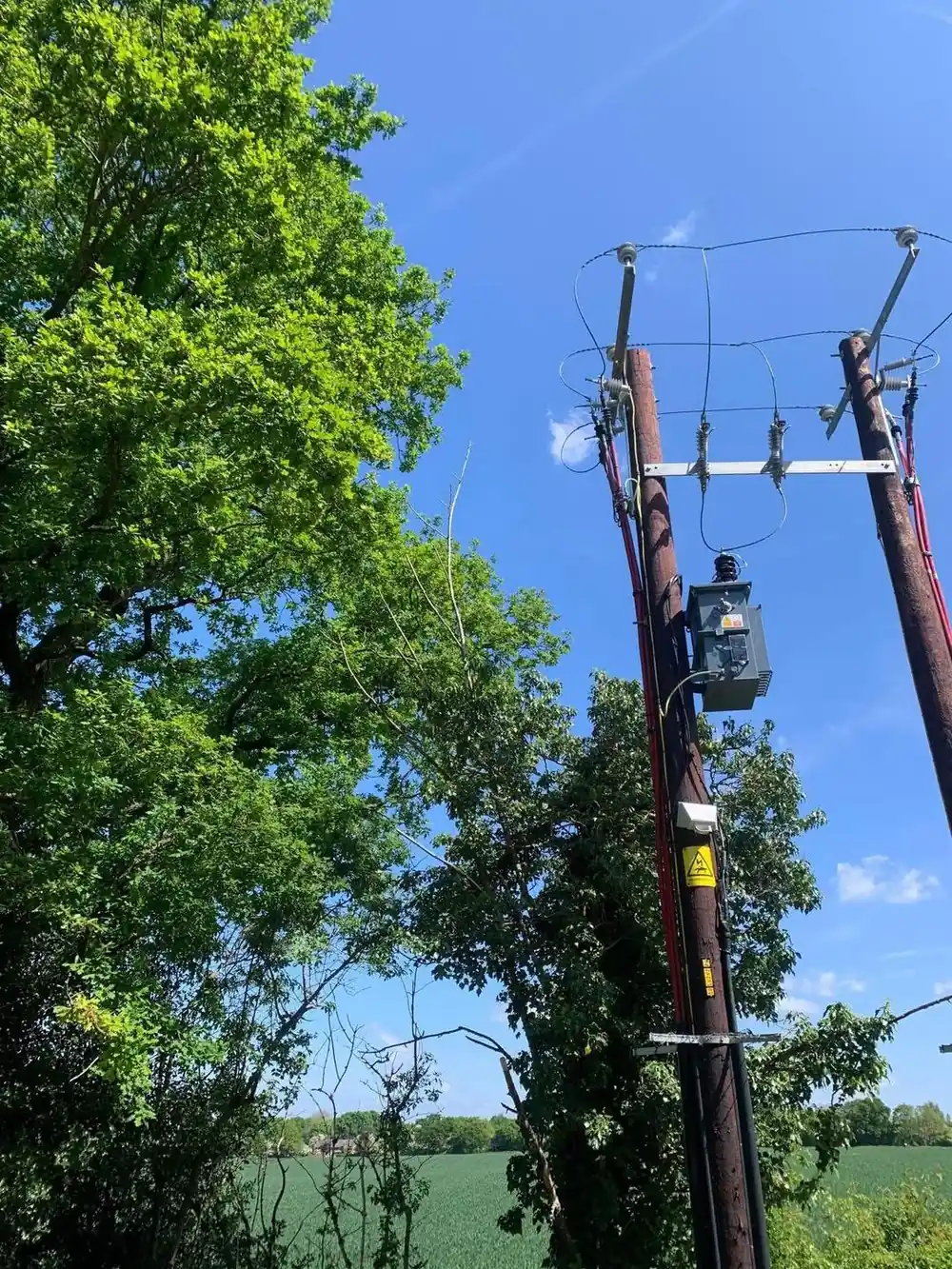 A pole-mounted high voltage transformer with trees grown in close around it