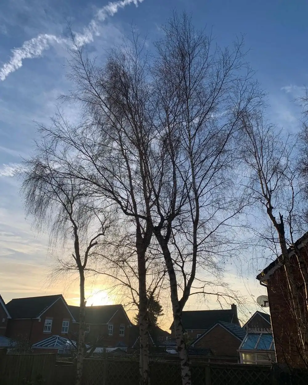 Tall birches behind a house, bare against a winter sky