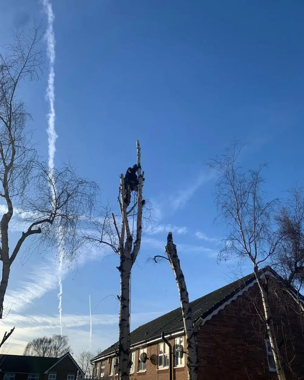A climber taking down a tall birch behind a house
