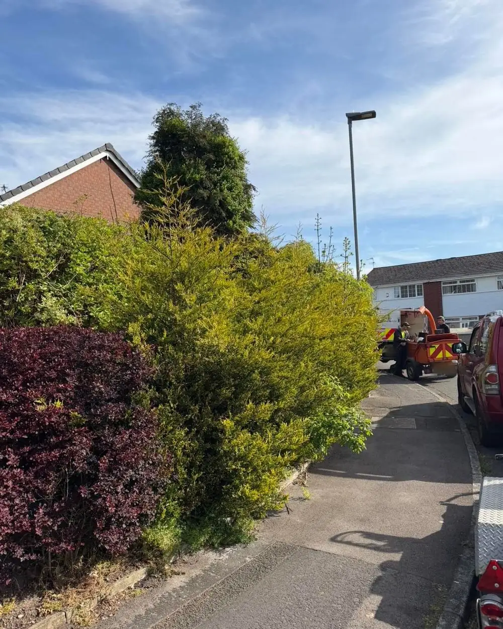 A conifer hedge, a multi-stem conifer and dogwood beside a pavement in St Helens, the chipper on the road