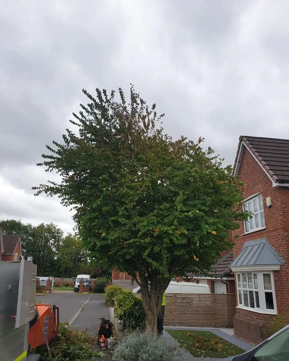 A Japanese katsura tree in a front garden on a housing estate