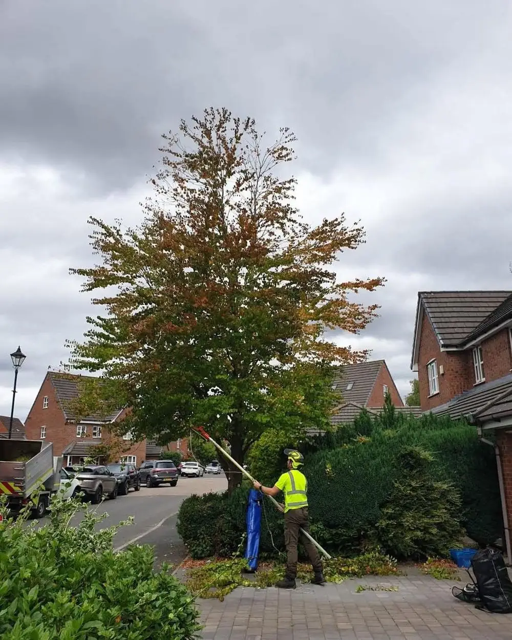 Lifting the crown of a katsura with a pole saw over a front drive