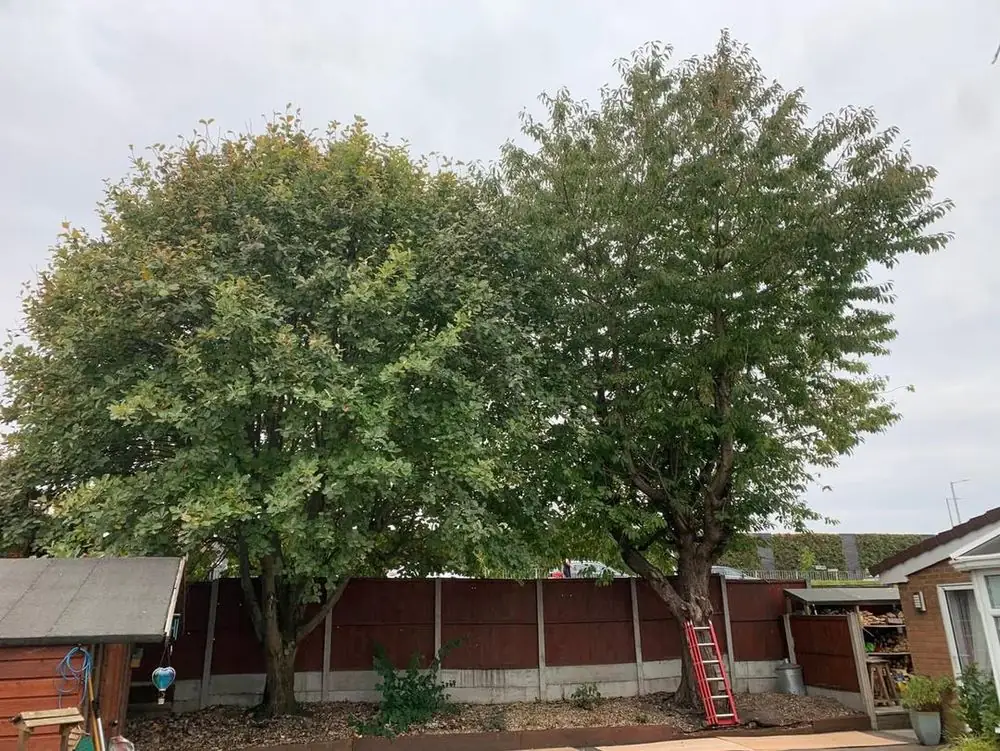A sorbus and a cherry tree grown large behind a garden fence