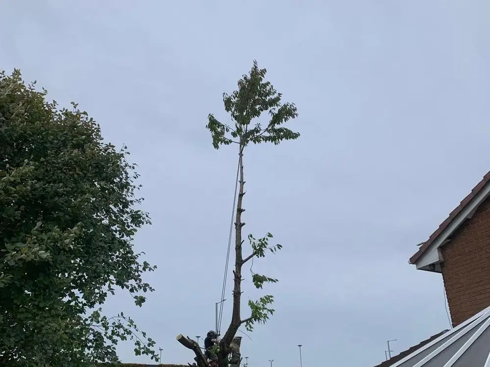 A tree stem part way down beside a house, a little crown left at the top