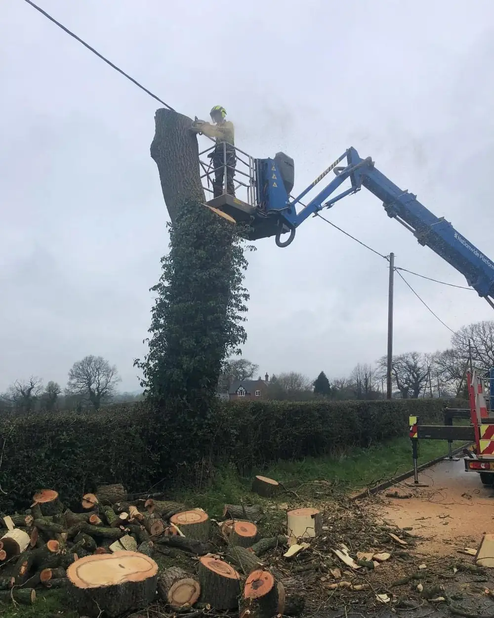 An arborist in a platform basket cutting the top from a tall ivy-covered stem beside an overhead line, logs stacked below