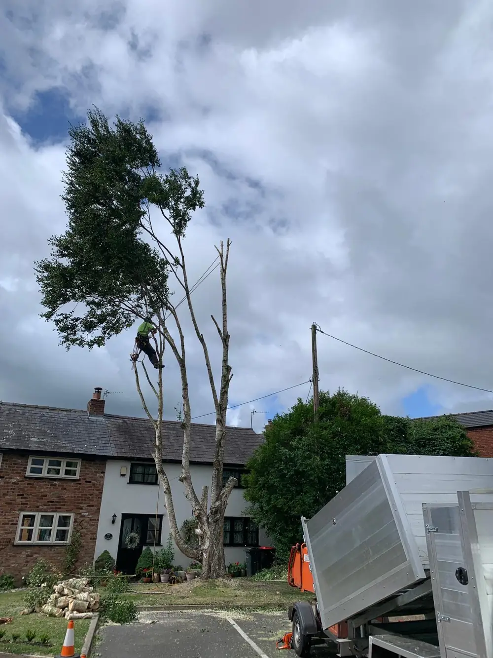 A climber dismantling the silver birch beside the line, with cones and the tipper