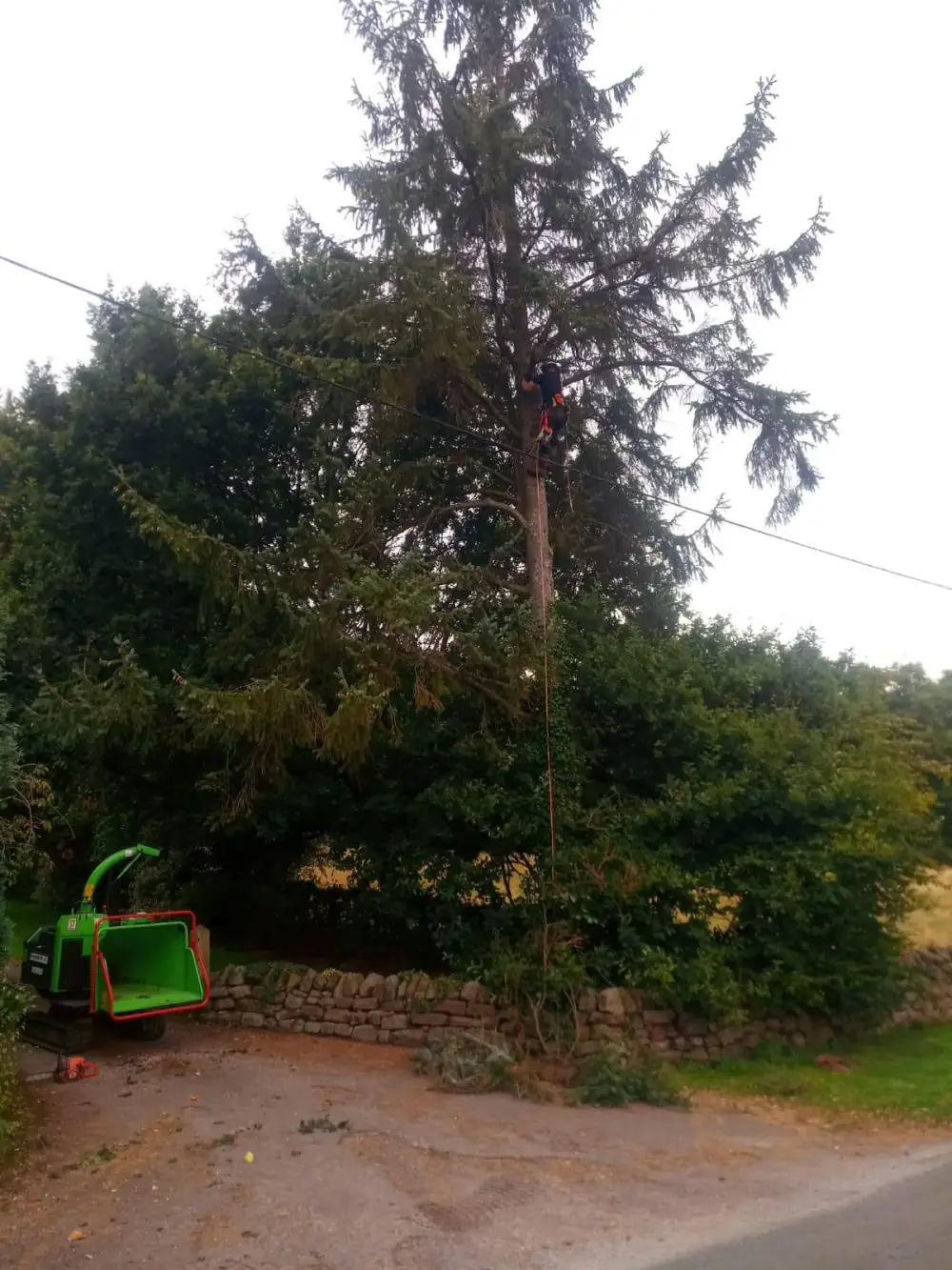 James climbing a tall tree beside an overhead line