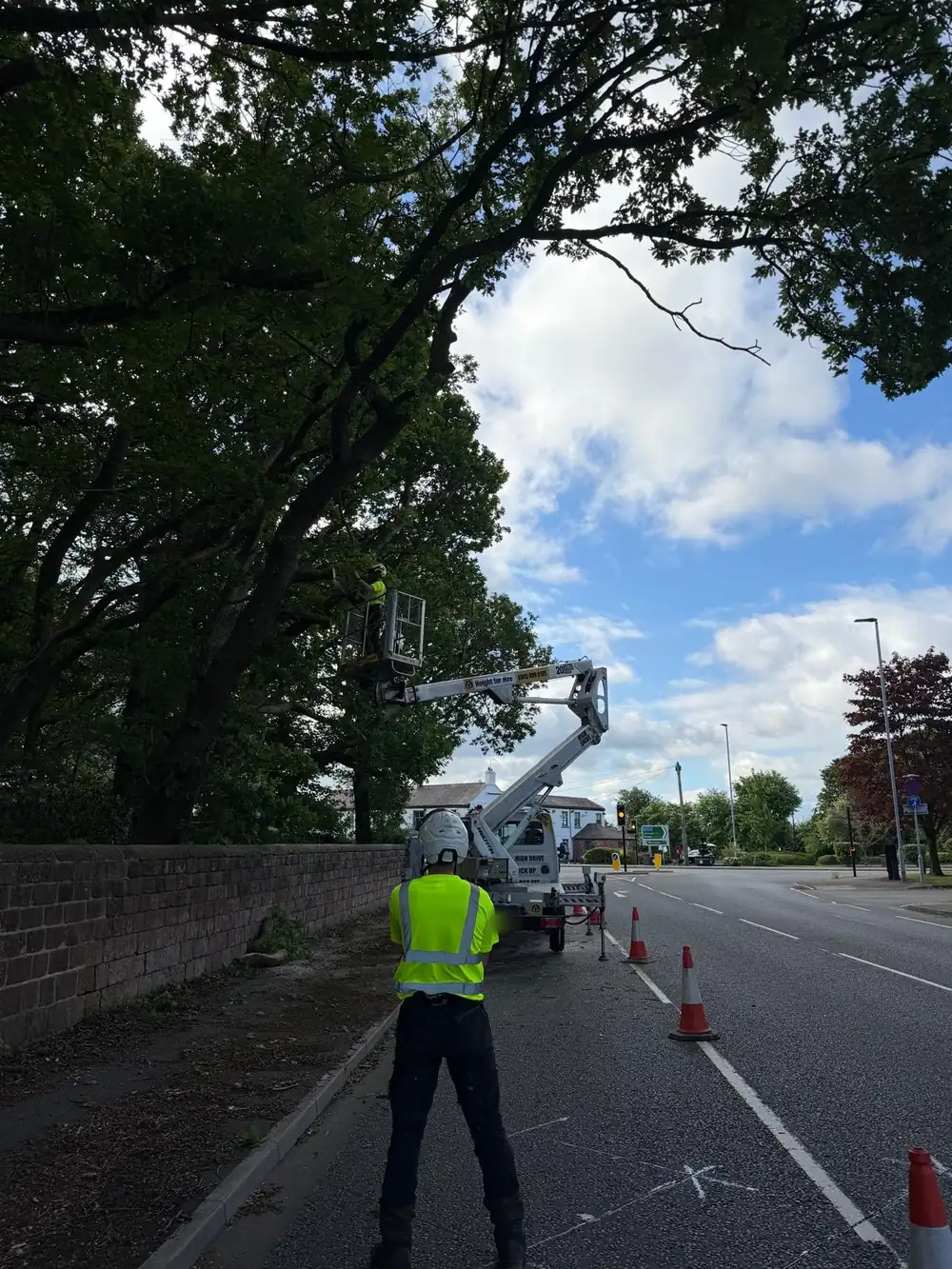 An arborist in a platform basket cutting back an oak over a roadside, cones along the kerb and a colleague in hi-vis watching