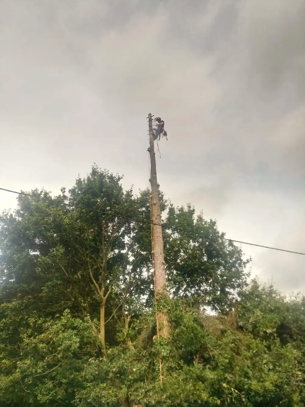 A tall stem being taken down beside an overhead line