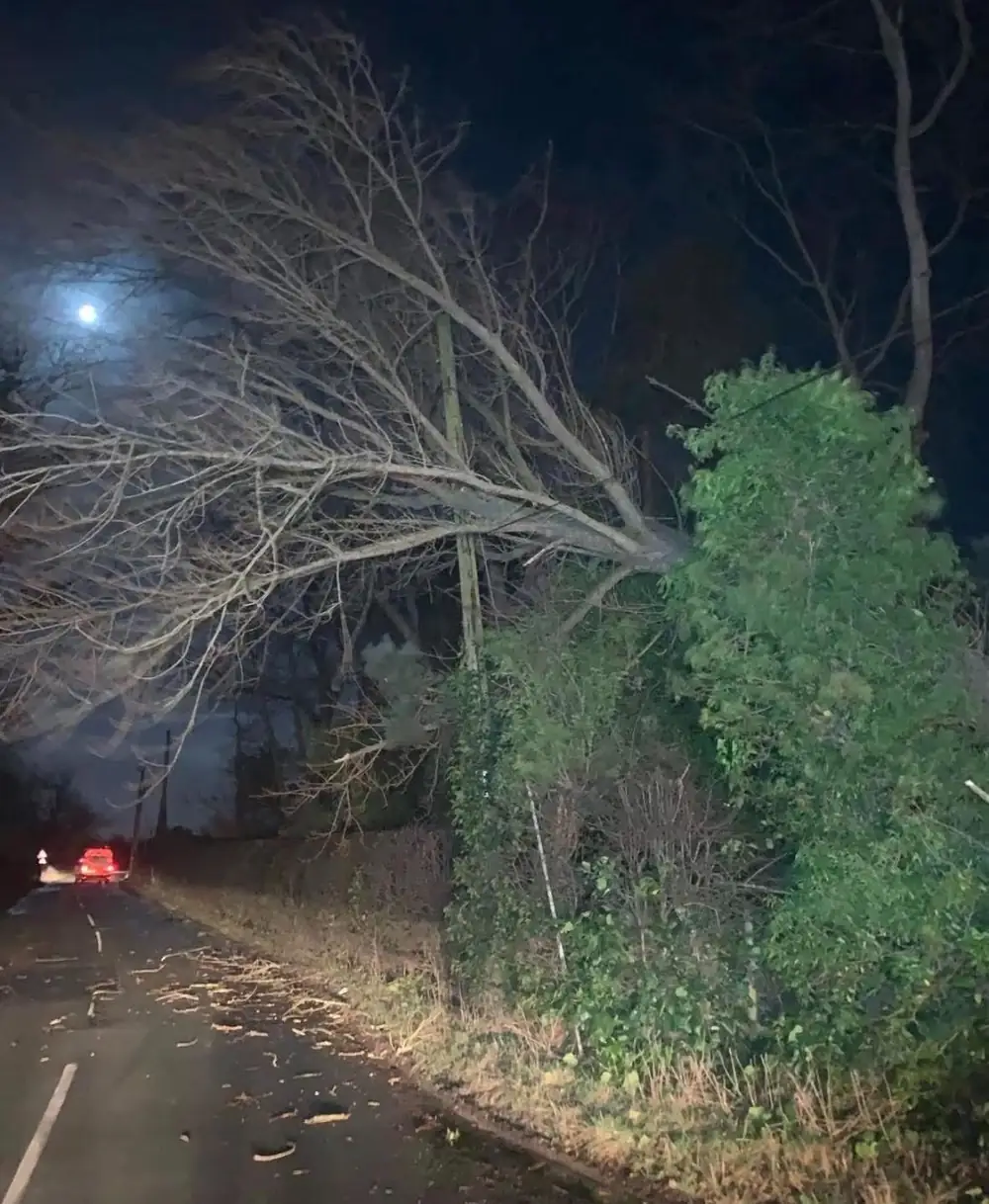 A tree brought down across an overhead line at night