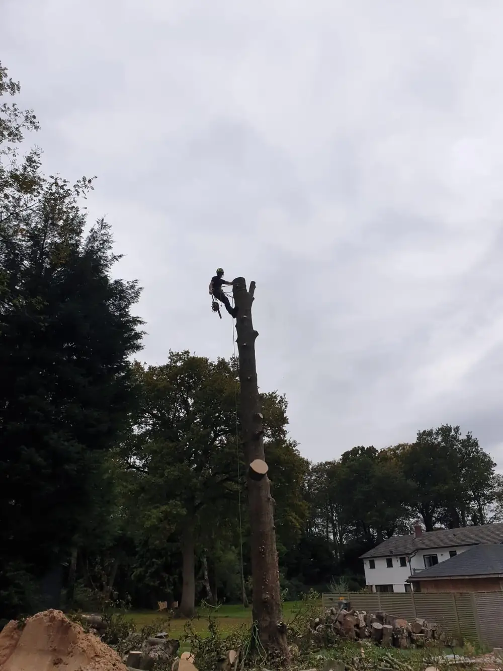 The sycamore cut down to the stem, a climber at the top